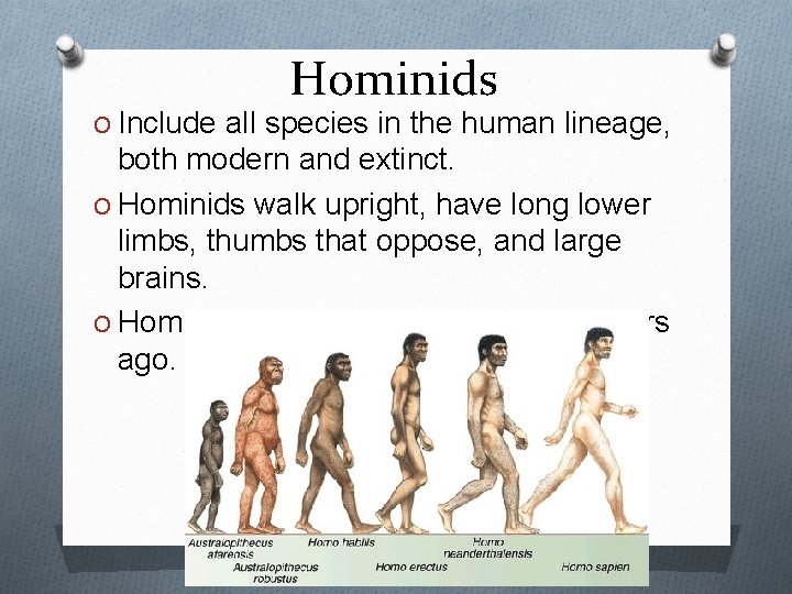 Hominids O Include all species in the human lineage, both modern and extinct. O