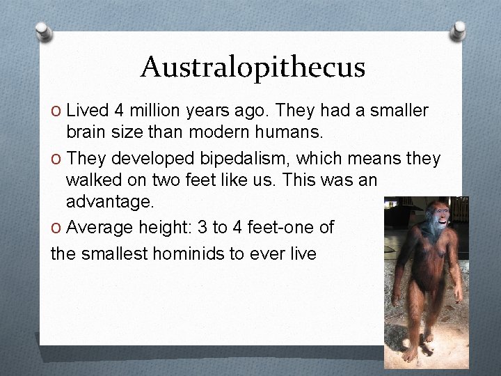 Australopithecus O Lived 4 million years ago. They had a smaller brain size than