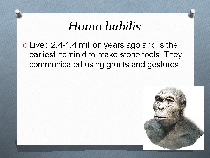 Homo habilis O Lived 2. 4 -1. 4 million years ago and is the