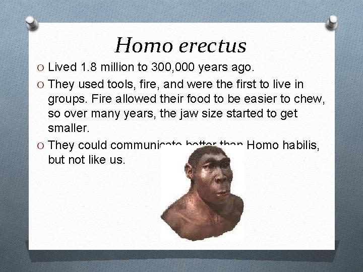 Homo erectus O Lived 1. 8 million to 300, 000 years ago. O They