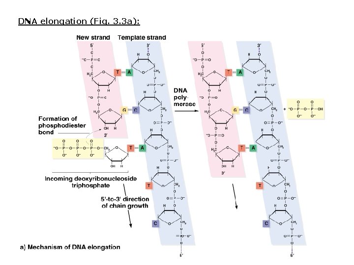 DNA elongation (Fig. 3. 3 a): DNA elongation (Fig. 3. 3 a):