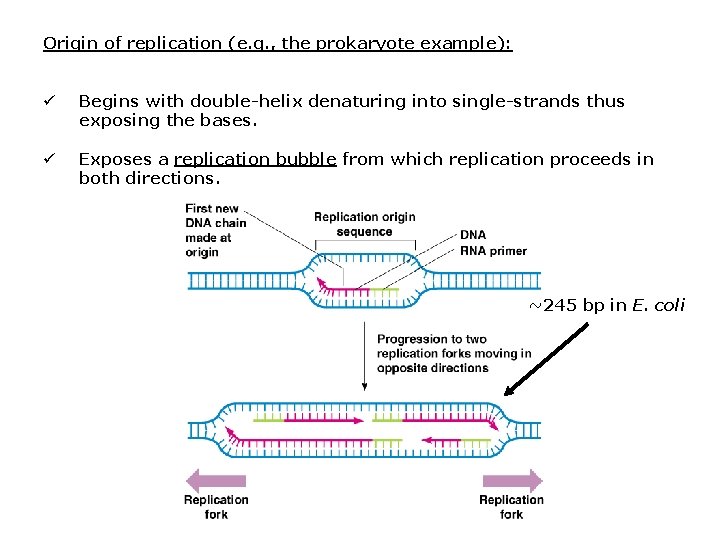 Origin of replication (e. g. , the prokaryote example): ü Begins with double-helix denaturing Origin of replication (e. g. , the prokaryote example): ü Begins with double-helix denaturing