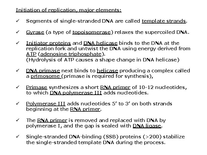 Initiation of replication, major elements: ü Segments of single-stranded DNA are called template strands. Initiation of replication, major elements: ü Segments of single-stranded DNA are called template strands.