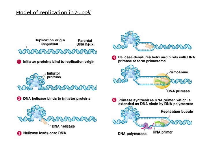 Model of replication in E. coli Model of replication in E. coli