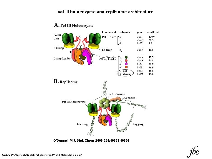 pol III holoenzyme and replisome architecture. O'Donnell M J. Biol. Chem. 2006; 281: 10653 pol III holoenzyme and replisome architecture. O'Donnell M J. Biol. Chem. 2006; 281: 10653