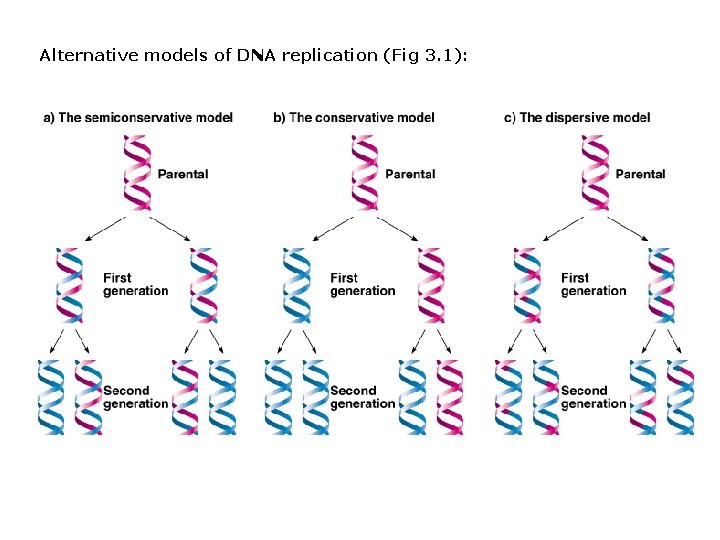 Alternative models of DNA replication (Fig 3. 1): Alternative models of DNA replication (Fig 3. 1):