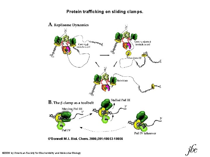 Protein trafficking on sliding clamps. O'Donnell M J. Biol. Chem. 2006; 281: 10653 -10656 Protein trafficking on sliding clamps. O'Donnell M J. Biol. Chem. 2006; 281: 10653 -10656