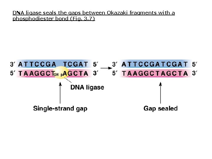 DNA ligase seals the gaps between Okazaki fragments with a phosphodiester bond (Fig. 3. DNA ligase seals the gaps between Okazaki fragments with a phosphodiester bond (Fig. 3.