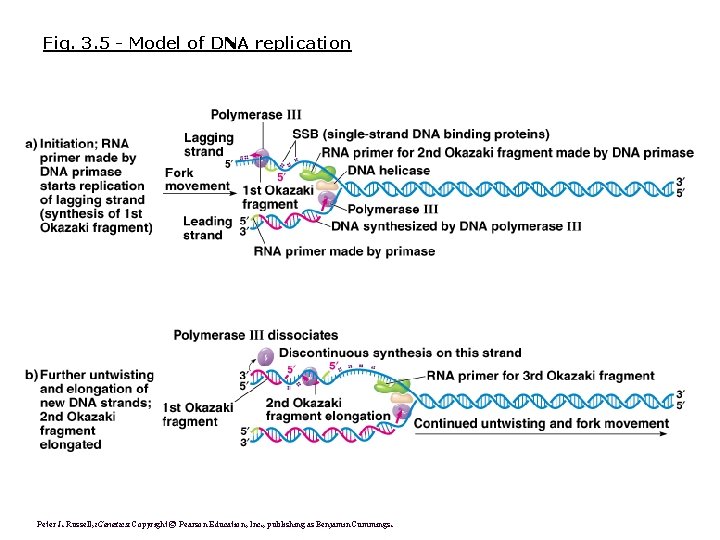 Fig. 3. 5 - Model of DNA replication Peter J. Russell, i. Genetics: Copyright Fig. 3. 5 - Model of DNA replication Peter J. Russell, i. Genetics: Copyright