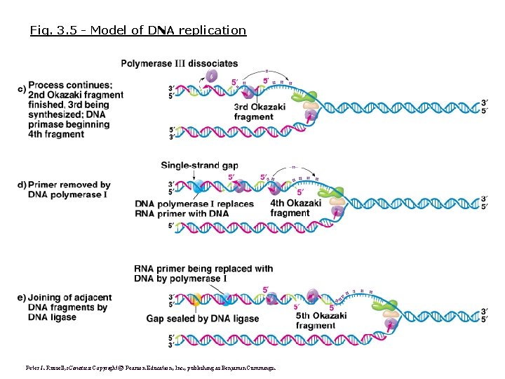 Fig. 3. 5 - Model of DNA replication Peter J. Russell, i. Genetics: Copyright Fig. 3. 5 - Model of DNA replication Peter J. Russell, i. Genetics: Copyright