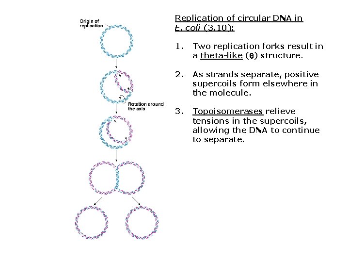Replication of circular DNA in E. coli (3. 10): 1. Two replication forks result Replication of circular DNA in E. coli (3. 10): 1. Two replication forks result