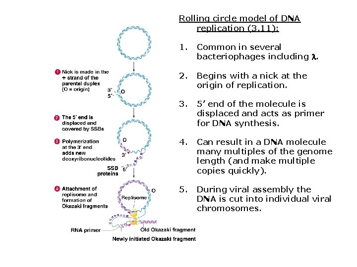 Rolling circle model of DNA replication (3. 11): 1. Common in several bacteriophages including Rolling circle model of DNA replication (3. 11): 1. Common in several bacteriophages including