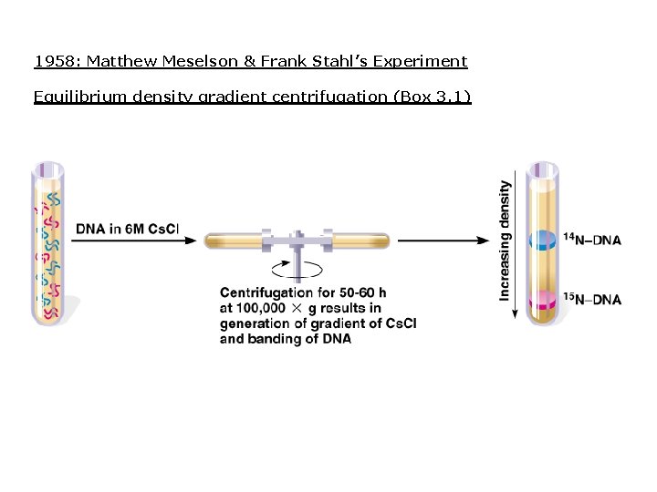 1958: Matthew Meselson & Frank Stahl’s Experiment Equilibrium density gradient centrifugation (Box 3. 1) 1958: Matthew Meselson & Frank Stahl’s Experiment Equilibrium density gradient centrifugation (Box 3. 1)