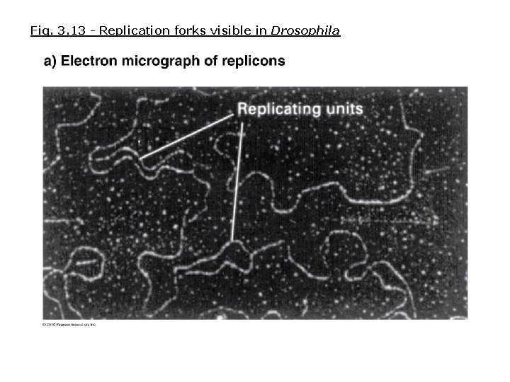 Fig. 3. 13 - Replication forks visible in Drosophila Fig. 3. 13 - Replication forks visible in Drosophila