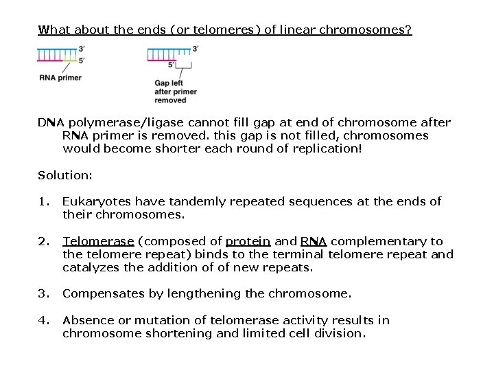 What about the ends (or telomeres) of linear chromosomes? DNA polymerase/ligase cannot fill gap What about the ends (or telomeres) of linear chromosomes? DNA polymerase/ligase cannot fill gap
