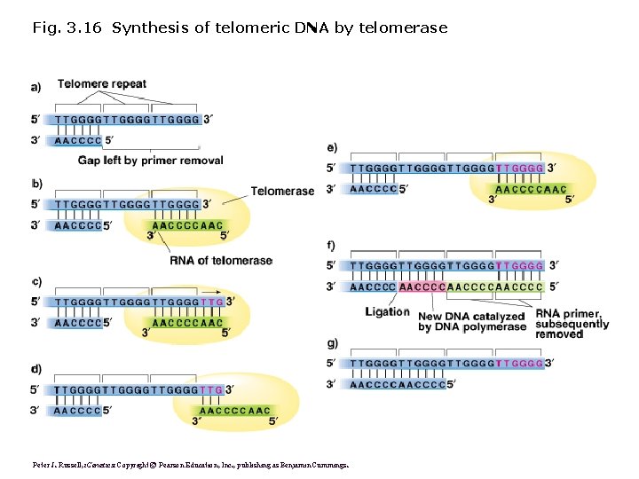 Fig. 3. 16 Synthesis of telomeric DNA by telomerase Peter J. Russell, i. Genetics: Fig. 3. 16 Synthesis of telomeric DNA by telomerase Peter J. Russell, i. Genetics: