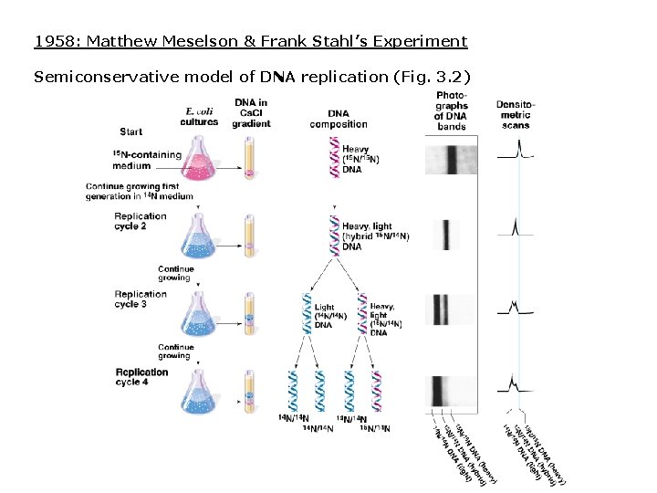 1958: Matthew Meselson & Frank Stahl’s Experiment Semiconservative model of DNA replication (Fig. 3. 1958: Matthew Meselson & Frank Stahl’s Experiment Semiconservative model of DNA replication (Fig. 3.