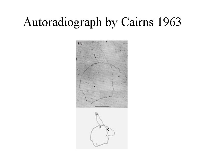 Autoradiograph by Cairns 1963 Autoradiograph by Cairns 1963