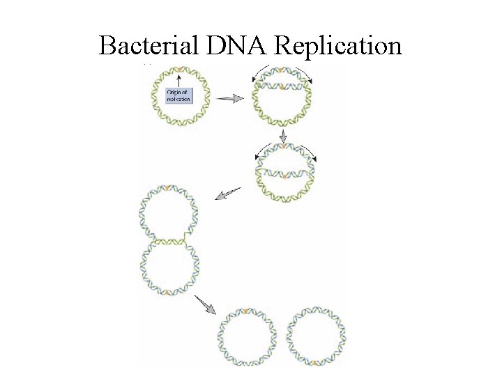 Bacterial DNA Replication Bacterial DNA Replication