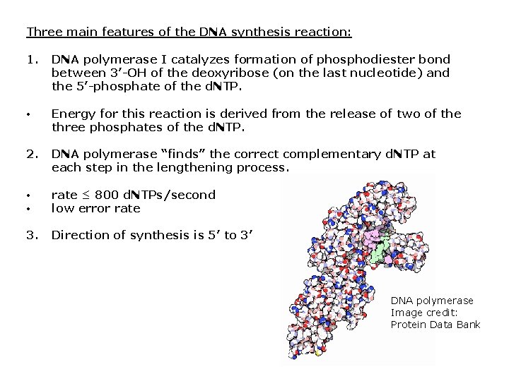 Three main features of the DNA synthesis reaction: 1. DNA polymerase I catalyzes formation Three main features of the DNA synthesis reaction: 1. DNA polymerase I catalyzes formation