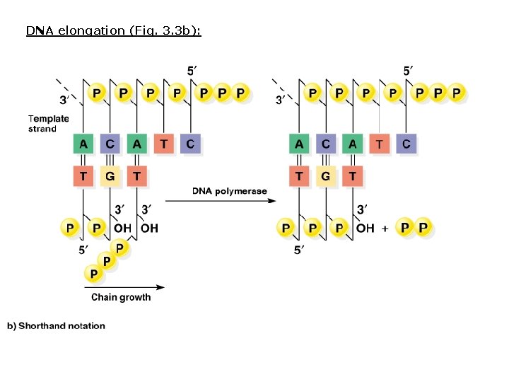 DNA elongation (Fig. 3. 3 b): DNA elongation (Fig. 3. 3 b):