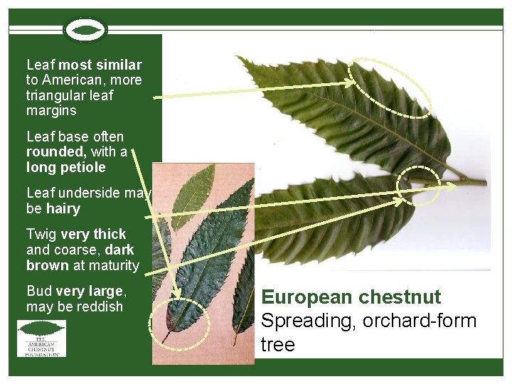 Leaf most similar to American, more triangular leaf margins Leaf base often rounded, with