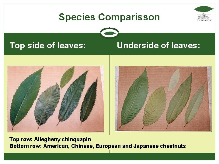 Species Comparisson Top side of leaves: Underside of leaves: Top row: Allegheny chinquapin Bottom