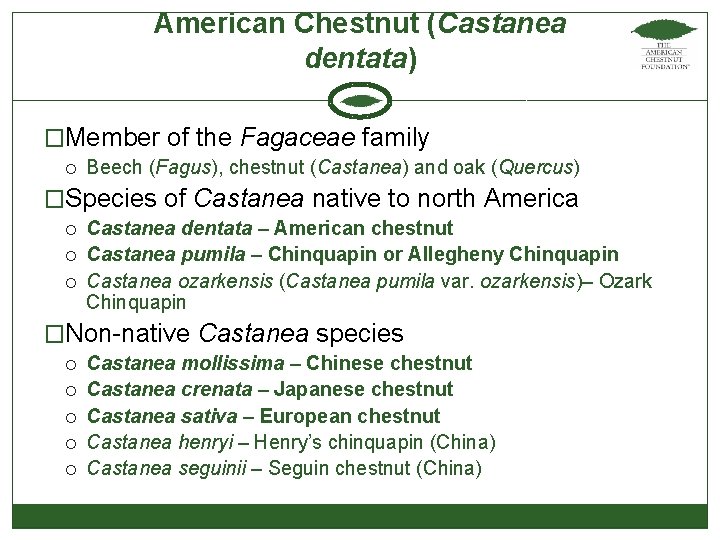 American Chestnut (Castanea dentata) �Member of the Fagaceae family Beech (Fagus), chestnut (Castanea) and