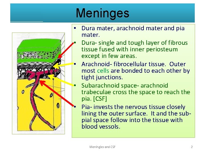 Meninges • Dura mater, arachnoid mater and pia mater. • Dura- single and tough