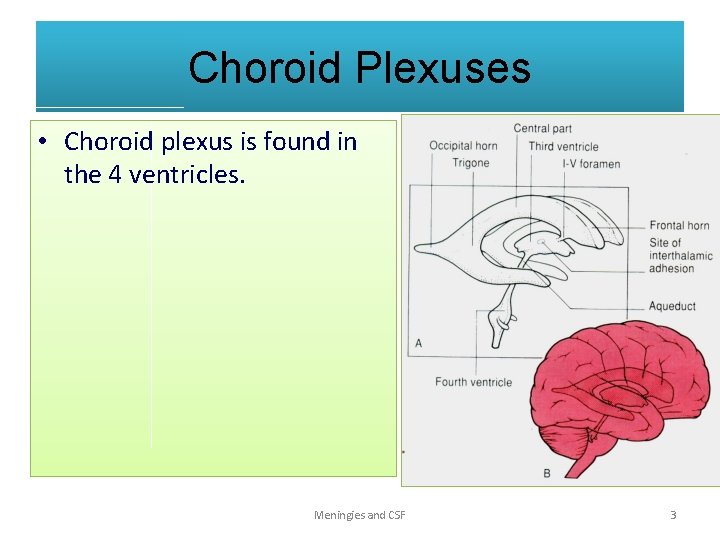 Choroid Plexuses • Choroid plexus is found in the 4 ventricles. Meningies and CSF