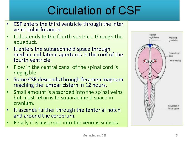 Circulation of CSF • CSF enters the third ventricle through the inter ventricular foramen.
