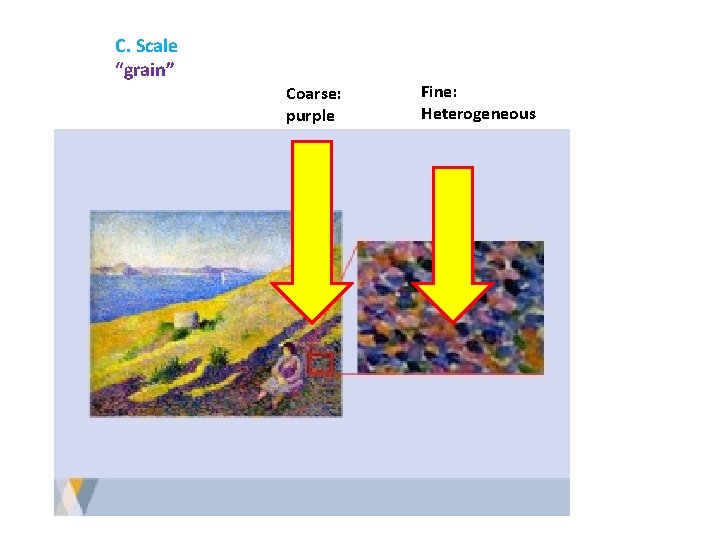 C. Scale “grain” Coarse: purple Fine: Heterogeneous 