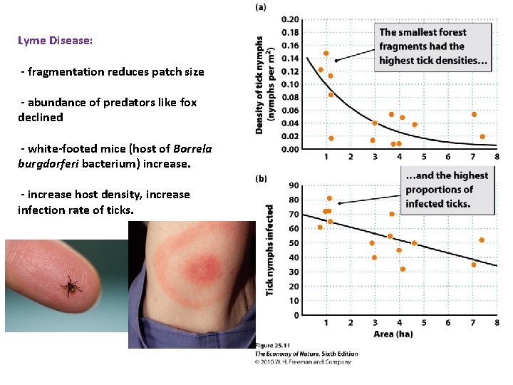 Lyme Disease: - fragmentation reduces patch size - abundance of predators like fox declined