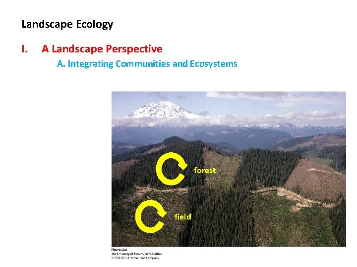 Landscape Ecology I. A Landscape Perspective A. Integrating Communities and Ecosystems forest field 
