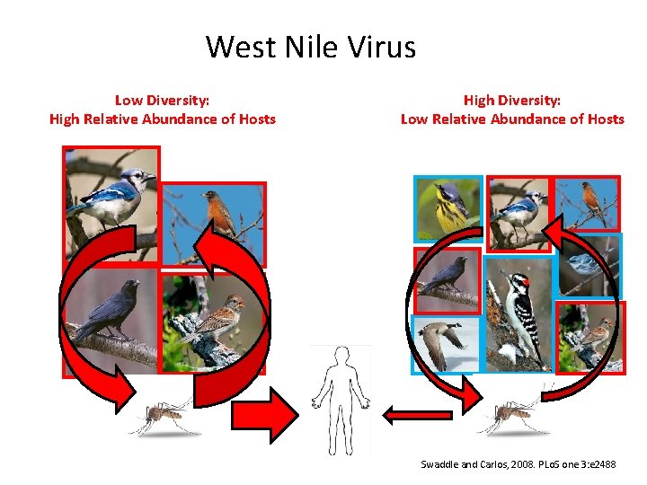West Nile Virus Low Diversity: High Relative Abundance of Hosts High Diversity: Low Relative