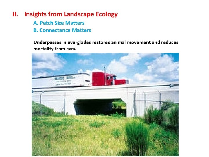 II. Insights from Landscape Ecology A. Patch Size Matters B. Connectance Matters Underpasses in