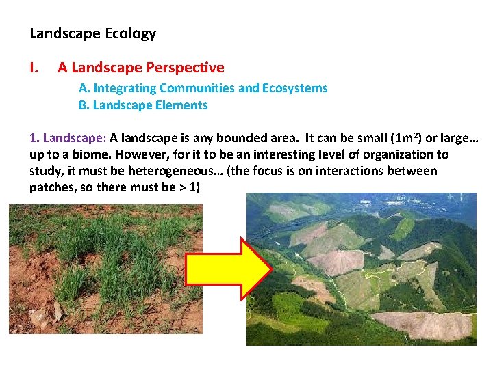Landscape Ecology I. A Landscape Perspective A. Integrating Communities and Ecosystems B. Landscape Elements