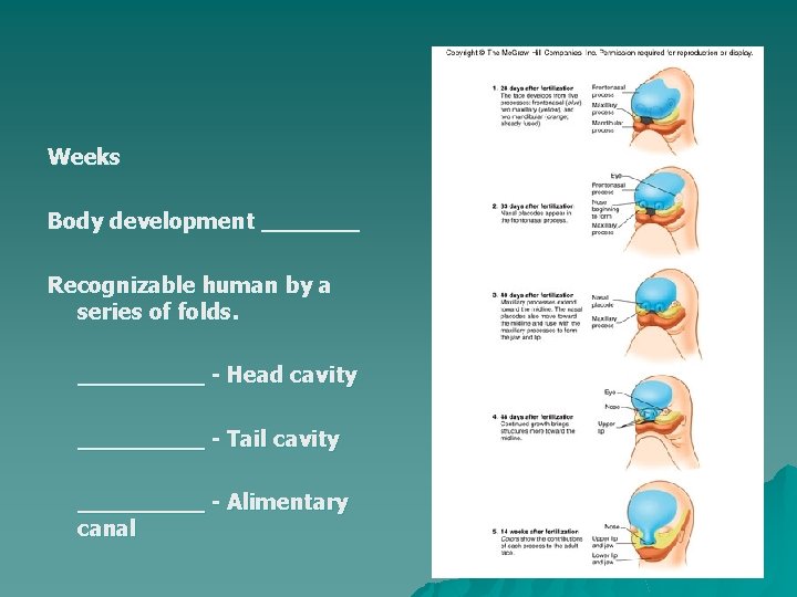 Weeks Body development _______ Recognizable human by a series of folds. _____ - Head