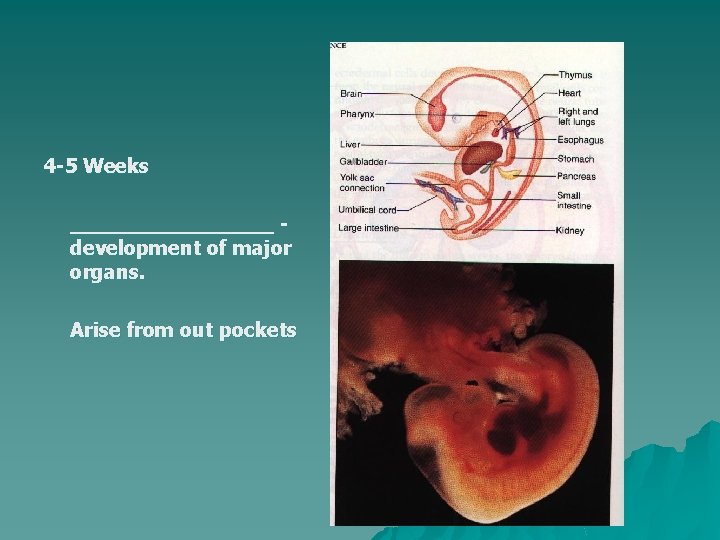 4 -5 Weeks ________ development of major organs. Arise from out pockets 