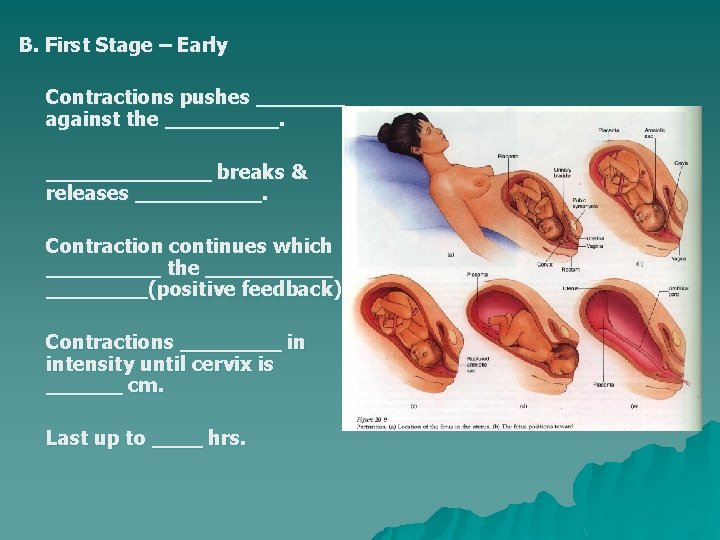 B. First Stage – Early Contractions pushes _______ against the _______ breaks & releases