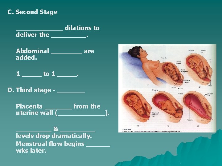 C. Second Stage ______ dilations to deliver the _____. Abdominal ____ are added. 1