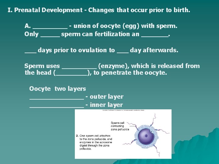 I. Prenatal Development - Changes that occur prior to birth. A. _____ - union