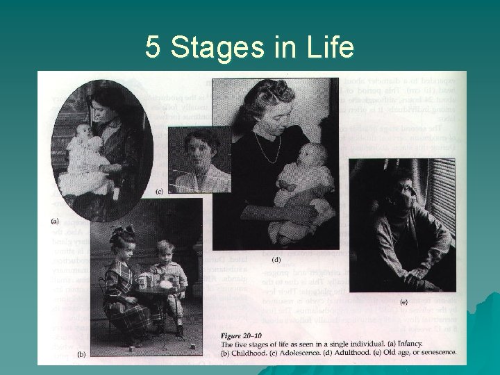 5 Stages in Life 