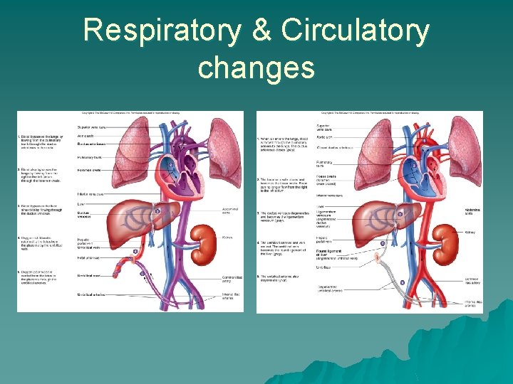 Respiratory & Circulatory changes 