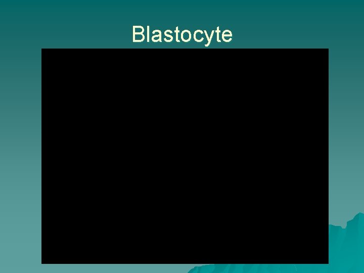 Blastocyte 