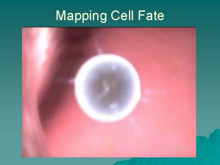 Mapping Cell Fate 