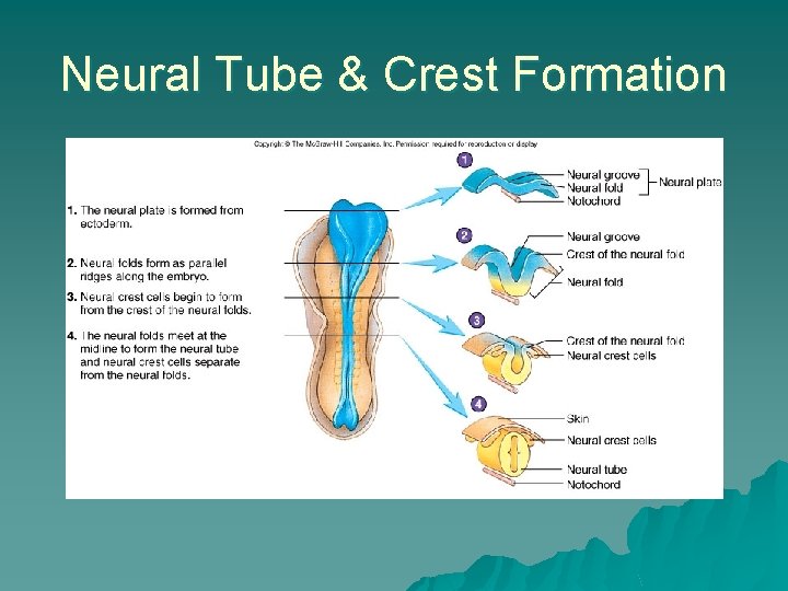 Neural Tube & Crest Formation 