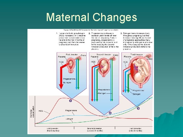 Maternal Changes 