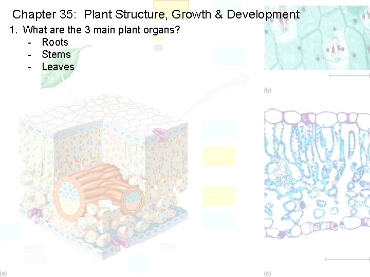 Chapter 35: Plant Structure, Growth & Development 1. What are the 3 main plant