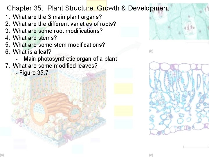 Chapter 35: Plant Structure, Growth & Development 1. 2. 3. 4. 5. 6. What